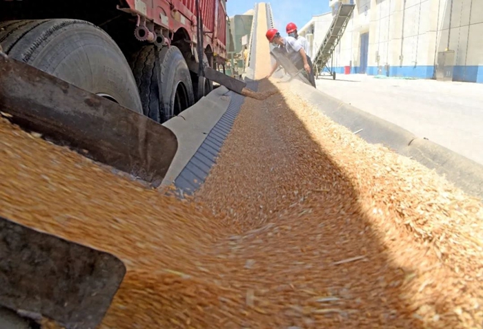 安徽淮南：托市收購 穩(wěn)住農(nóng)心